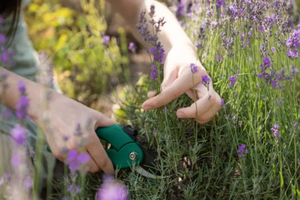 薰衣草的种植时间，在每年春季的3-4月份