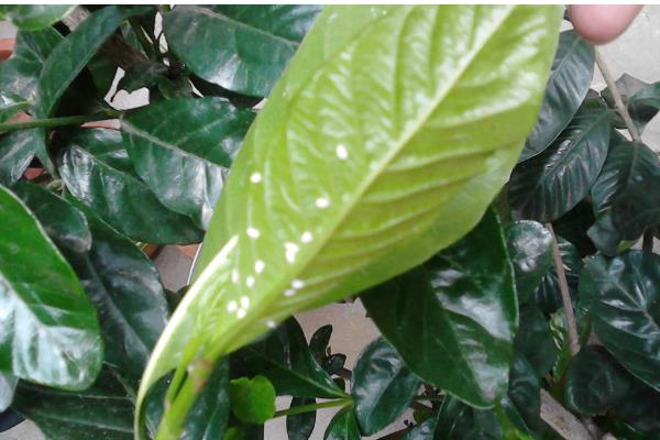 栀子花有虫子了怎么处理，少量的虫子用手或毛巾等将其捏死