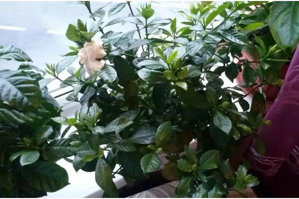 栀子花有虫子了怎么处理，少量的虫子用手或毛巾等将其捏死