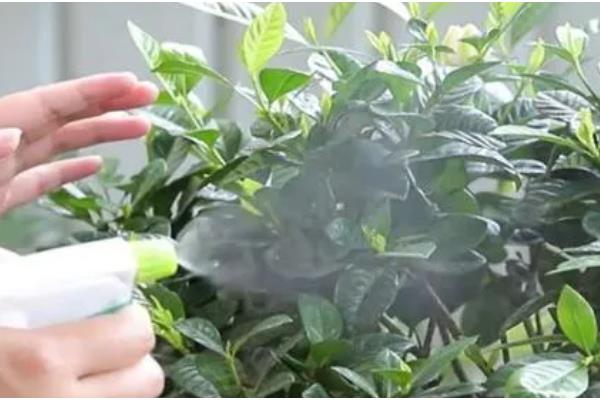 栀子花有虫子了怎么处理，少量的虫子用手或毛巾等将其捏死