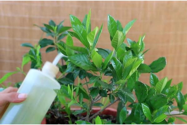 栀子花有虫子了怎么处理，少量的虫子用手或毛巾等将其捏死