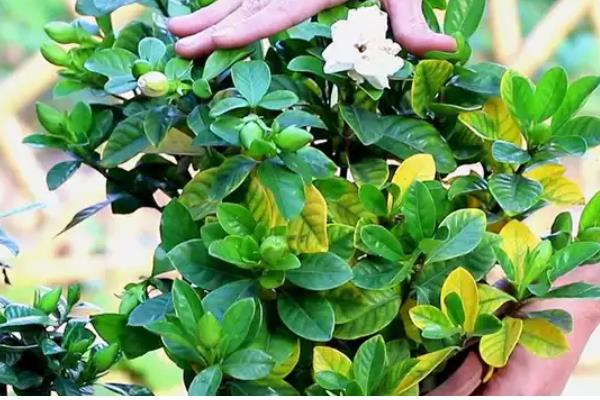 栀子花有虫子了怎么处理，少量的虫子用手或毛巾等将其捏死