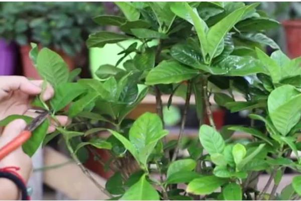 栀子花有虫子了怎么处理，少量的虫子用手或毛巾等将其捏死