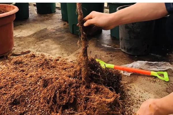山木香下山桩的栽培方法,用生根剂涂抹树根后再种植