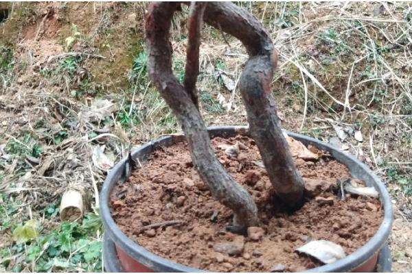 山木香下山桩的栽培方法,用生根剂涂抹树根后再种植
