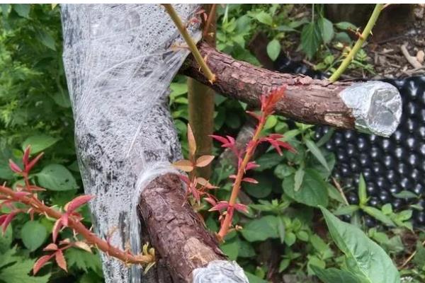 山木香下山桩的栽培方法,用生根剂涂抹树根后再种植