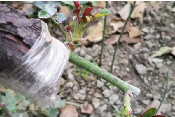 山木香下山桩的栽培方法,用生根剂涂抹树根后再种植