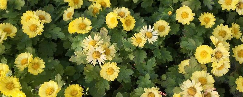 秋天有什么花卉,菊花、桂花等品种很常见