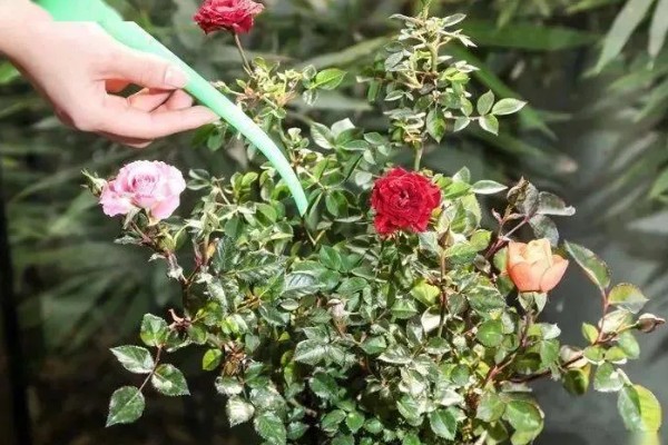 钻石玫瑰换盆后如何浇水，换盆后缓苗4天左右再进行浇水