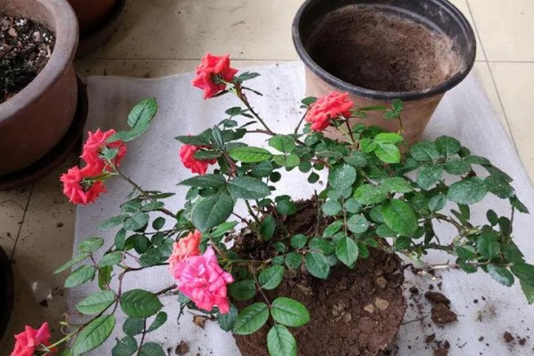 钻石玫瑰换盆后如何浇水，换盆后缓苗4天左右再进行浇水