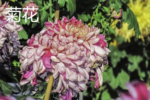 秋天有什么花卉,菊花、桂花等品种很常见