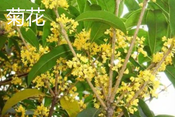 秋天有什么花卉,菊花、桂花等品种很常见