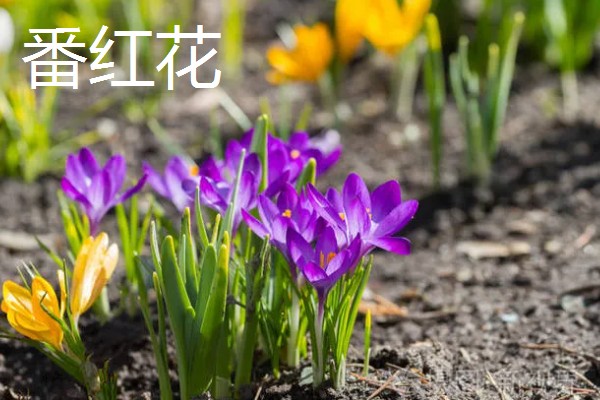 秋天有什么花卉,菊花、桂花等品种很常见