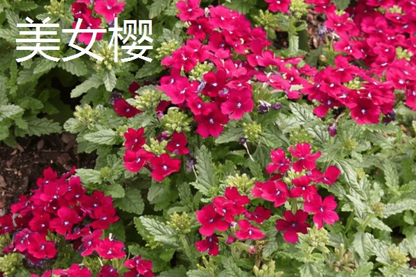 秋天有什么花卉,菊花、桂花等品种很常见