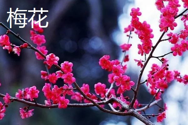 秋天有什么花卉,菊花、桂花等品种很常见