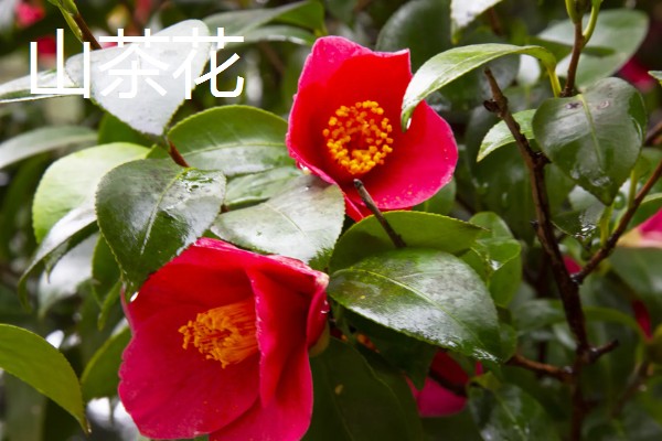 秋天有什么花卉,菊花、桂花等品种很常见