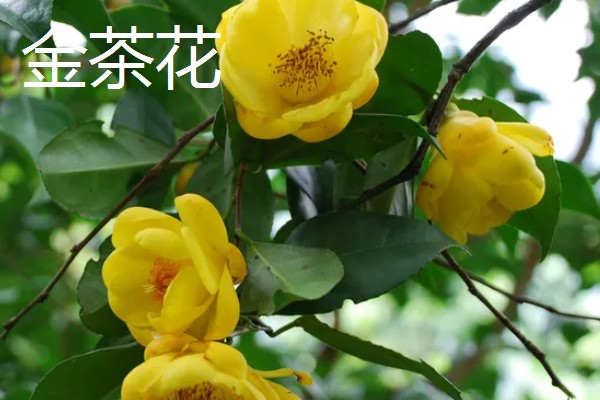 秋天有什么花卉,菊花、桂花等品种很常见