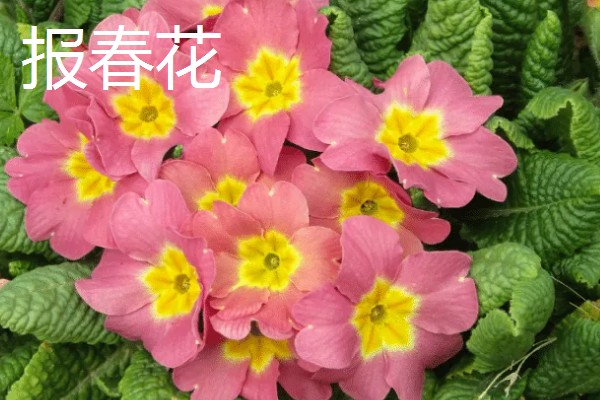 秋天有什么花卉,菊花、桂花等品种很常见