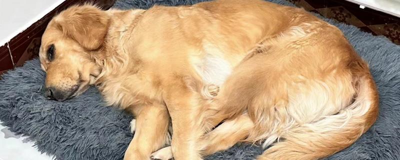 狗狗神经炎的症状，常表现为局部肿胀