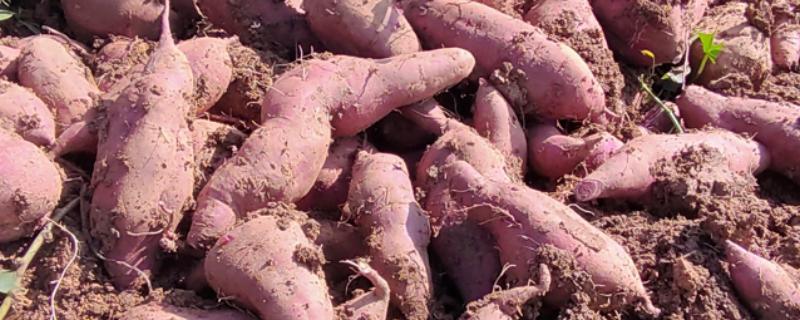 农村种植什么作物不愁销路，可以种植野菜、有机蔬菜等