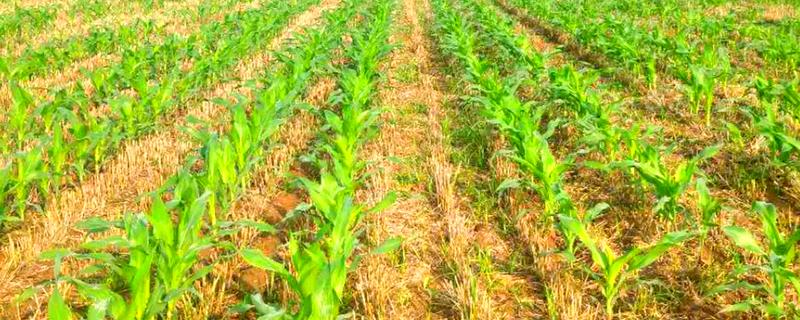 玉米什么时候成熟，秋玉米的熟期多为10月份