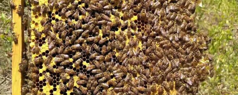 华中中蜂简介，分布区为长江中下游流域