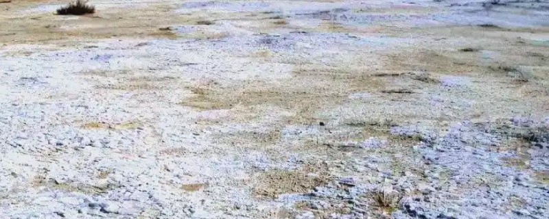 不怕盐碱地的作物有哪些，包括向日葵、枸杞等品种