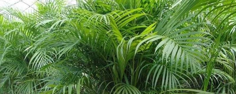 最旺宅的客厅植物，有散尾葵、发财树等