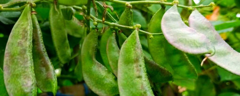 扁豆有哪些生长习性,喜欢温暖的生活环境