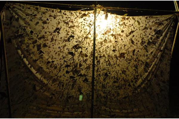 黑光灯的诱捕方法，用紫外光波吸引昆虫