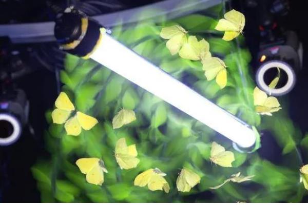 黑光灯的诱捕方法，用紫外光波吸引昆虫