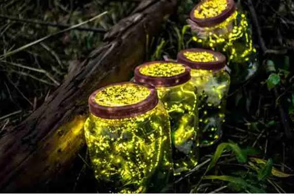 黑光灯的诱捕方法，用紫外光波吸引昆虫