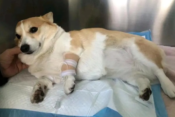 狗狗神经炎的症状，常表现为局部肿胀