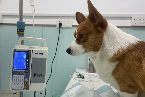 狗狗神经炎的症状，常表现为局部肿胀