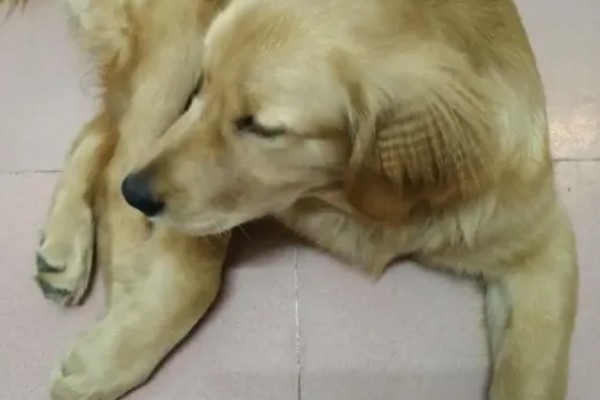 狗狗神经炎的症状，常表现为局部肿胀