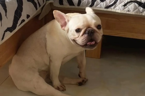 狗狗神经炎的症状，常表现为局部肿胀