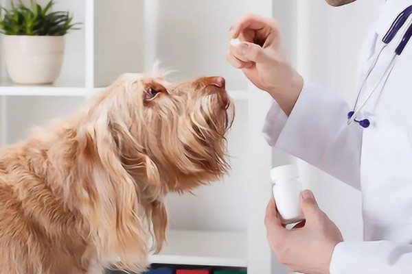 狗狗神经炎的症状，常表现为局部肿胀