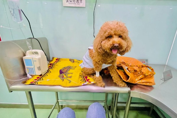 狗狗神经炎的症状，常表现为局部肿胀