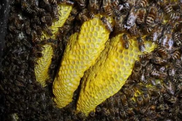 华中中蜂简介，分布区为长江中下游流域