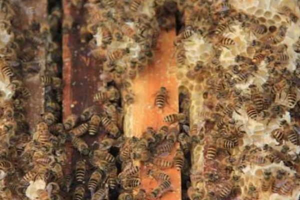 华中中蜂简介，分布区为长江中下游流域