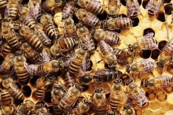 华中中蜂简介，分布区为长江中下游流域