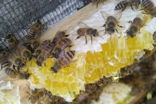 华中中蜂简介，分布区为长江中下游流域