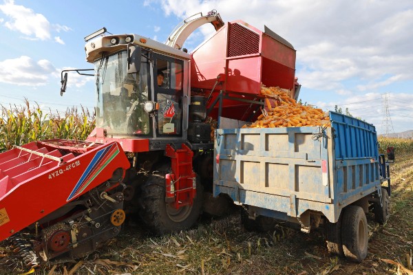 玉米什么时候成熟,秋玉米的熟期多为10月份