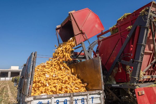 玉米什么时候成熟,秋玉米的熟期多为10月份