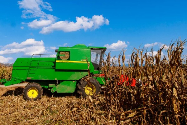 玉米什么时候成熟,秋玉米的熟期多为10月份