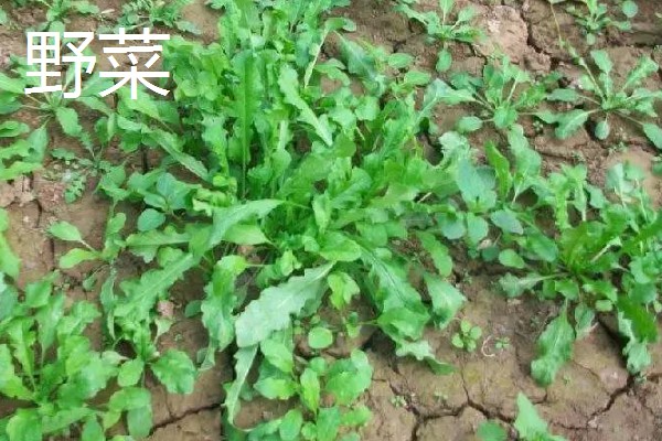 农村种植什么作物不愁销路,可以种植野菜、有机蔬菜等
