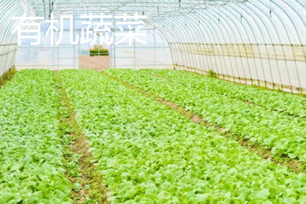 农村种植什么作物不愁销路,可以种植野菜、有机蔬菜等