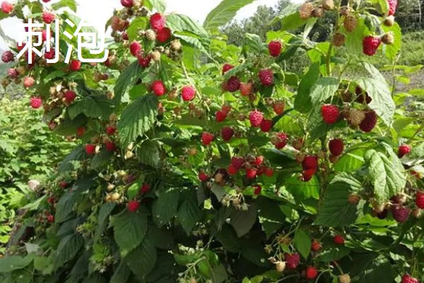 农村种植什么作物不愁销路,可以种植野菜、有机蔬菜等