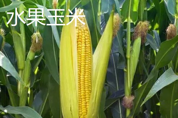 农村种植什么作物不愁销路,可以种植野菜、有机蔬菜等