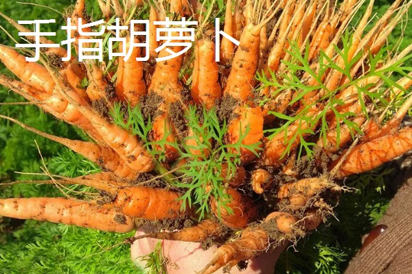 农村种植什么作物不愁销路,可以种植野菜、有机蔬菜等